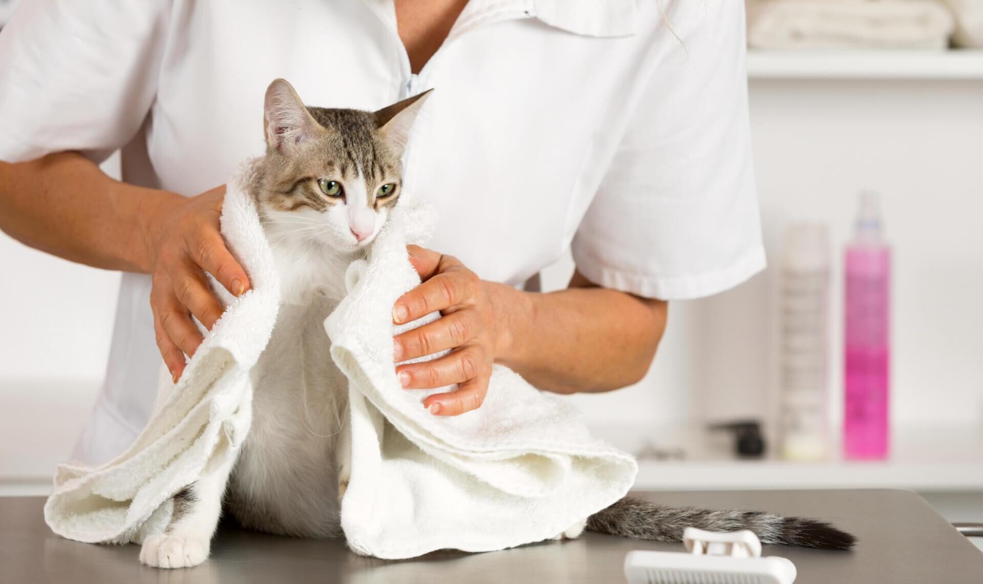 Кошку вытирают полотенцем после купания